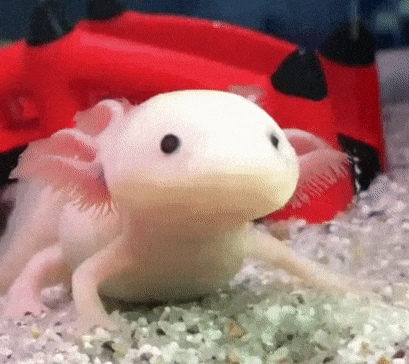 우파루파.gif