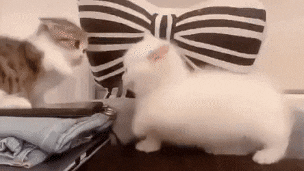 다리_짧은.gif