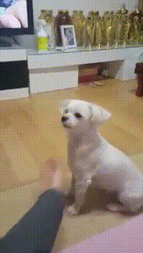 2677d5e4c21d72e739a3a9b163a5c3a5.gif