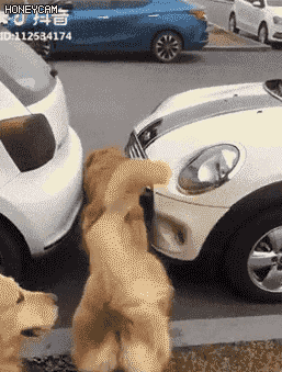 1.gif
