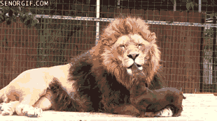 2.gif