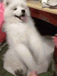 1.gif