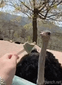 1.gif