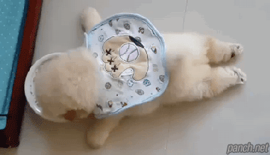 1.gif