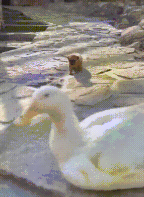 추워서-벌벌-떠는-댕댕이..gif