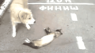 1.gif