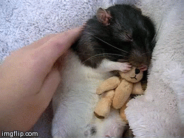 1.gif