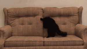 tumblr_ny1b1mLVrk1re1rggo1_400.gif