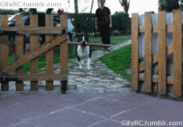 1.gif