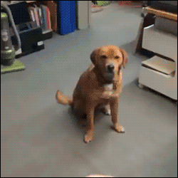 1.gif