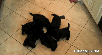 1.gif