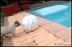 공을_배내려다가~.gif