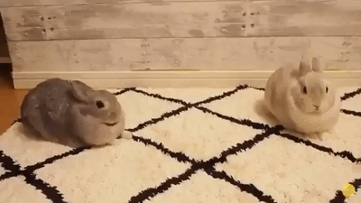 완전히_잉꼬부부네_ㅋㅋㅋㅋ.gif
