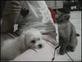 다른_종류의_댕댕이는_참지만_말티지는_못참지!!.gif