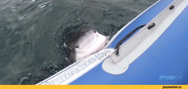 안녕하세용~~_제가_왔어요!_태워주세용~~.gif