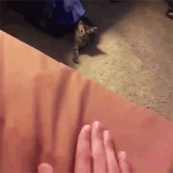 인간과_동물의_기싸움.gif