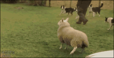 보더콜리들과_함께_지낸_양의_모습.gif