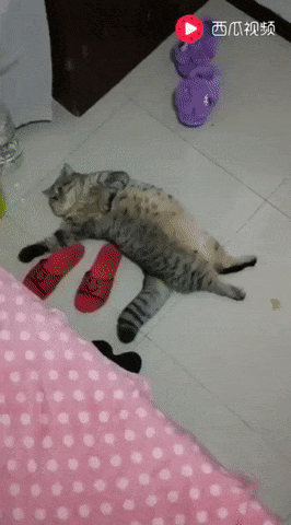 1.gif