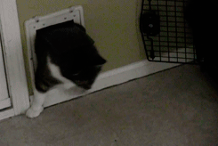 LBQK.gif