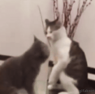 선빵필승이라고_했는데.gif