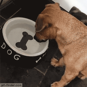 물_통에_간식이_들.gif