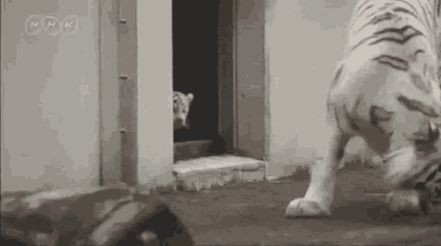 어미를_놀라게_하는_백호_아기.gif
