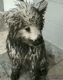 주인_등꼴_휘어지겠다.gif