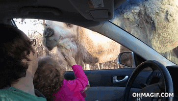 1Vkh.gif