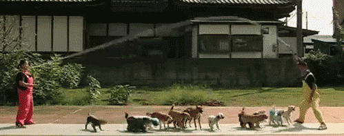 댕댕이들의_줄넘기!!!.gif