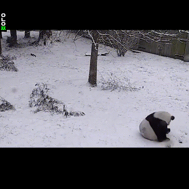 심심했던_판다.gif