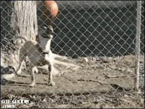 댕댕이의_서커스.gif
