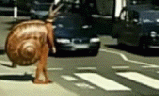 찻길에_출연한_달팽이_1.gif